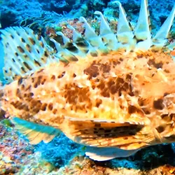 Gradac Diving Spots - Gradac