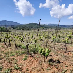 Stari Grad Plain - Hvar