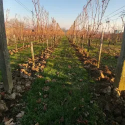 Church of the Assumption of the Blessed Virgin Mary - Koprivnica