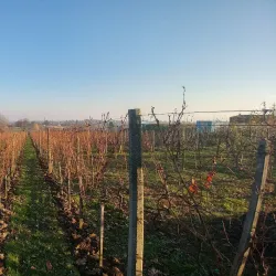 Church of the Assumption of the Blessed Virgin Mary - Koprivnica