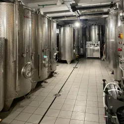 Olive Groves and Vineyards - Krk