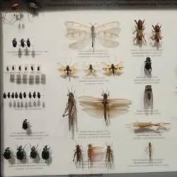 Metković City Museum - Metkovic