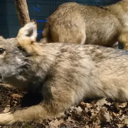 Metković City Museum - Metkovic