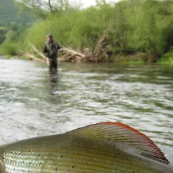 Ribnik River - Ogulin