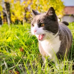 Local Wine Cellars - Prelog