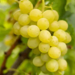 Local Wine Cellars - Prelog