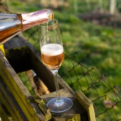 Local Wine Cellars - Prelog