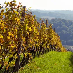 Local Wine Cellars - Prelog