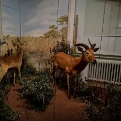 Brijuni National Park - Pula