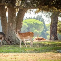 Brijuni National Park - Pula