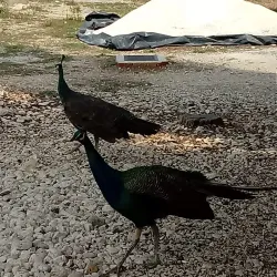 Brijuni National Park - Pula