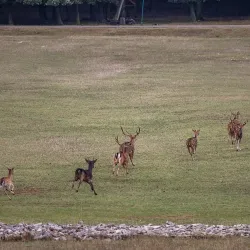 Brijuni National Park - Pula