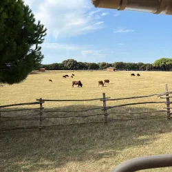 Brijuni National Park - Pula