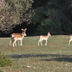 Brijuni National Park - Pula