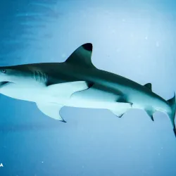 Pula Aquarium - Pula