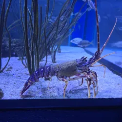 Pula Aquarium - Pula