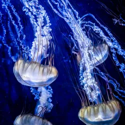 Pula Aquarium - Pula