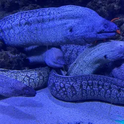 Pula Aquarium - Pula