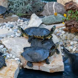 Pula Aquarium - Pula