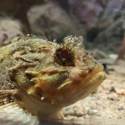 Rovinj Aquarium - Rovinj