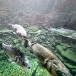 Rovinj Aquarium - Rovinj