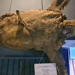 Rovinj Aquarium - Rovinj