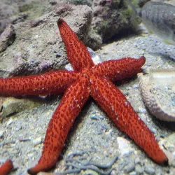 Rovinj Aquarium - Rovinj