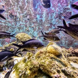 Rovinj Aquarium - Rovinj