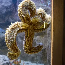 Rovinj Aquarium - Rovinj