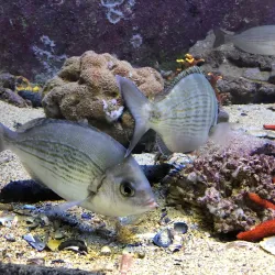 Rovinj Aquarium - Rovinj