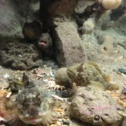 Rovinj Aquarium - Rovinj