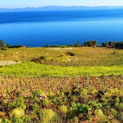 Local Winery Tours - Sesvete