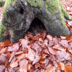 Nature Reserve Medvednica - Sesvete