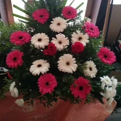 Church of St. Francis - Sinj