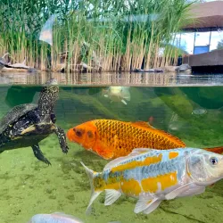 Aquatika Freshwater Aquarium - Sisak