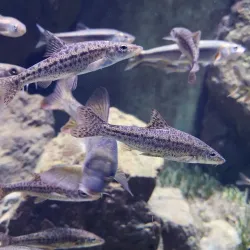 Aquatika Freshwater Aquarium - Sisak