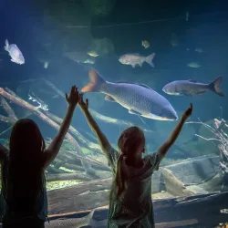 Aquatika Freshwater Aquarium - Sisak