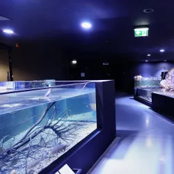 Aquatika Freshwater Aquarium - Sisak