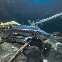 Aquatika Freshwater Aquarium - Sisak