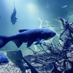 Aquatika Freshwater Aquarium - Sisak