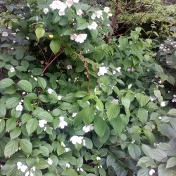 Sisak Cathedral (Cathedral of the Exaltation of the Holy Cross) - Sisak
