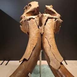 City Museum Slavonski Brod - Slavonski Brod