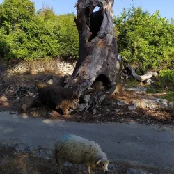 Church of St. Peter - Sveti Petar u Šumi