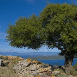 Church of St. Peter - Sveti Petar u Šumi