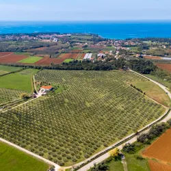 Olive Oil Tasting Tours - Sveti Petar u Šumi