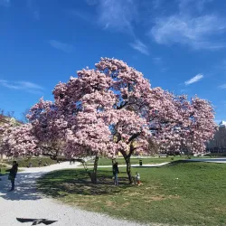 King Tomislav Square - Varazdin