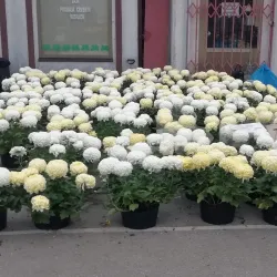 Vinkovci Market - Vinkovci