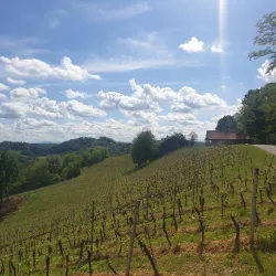 Local Vineyards and Wineries - Zabok