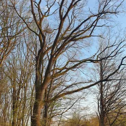 Jelenovac Forest Park - Zapresic