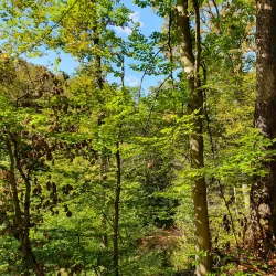 Jelenovac Forest Park - Zapresic